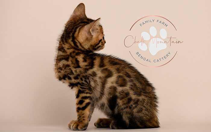 Bengal kitten for sale